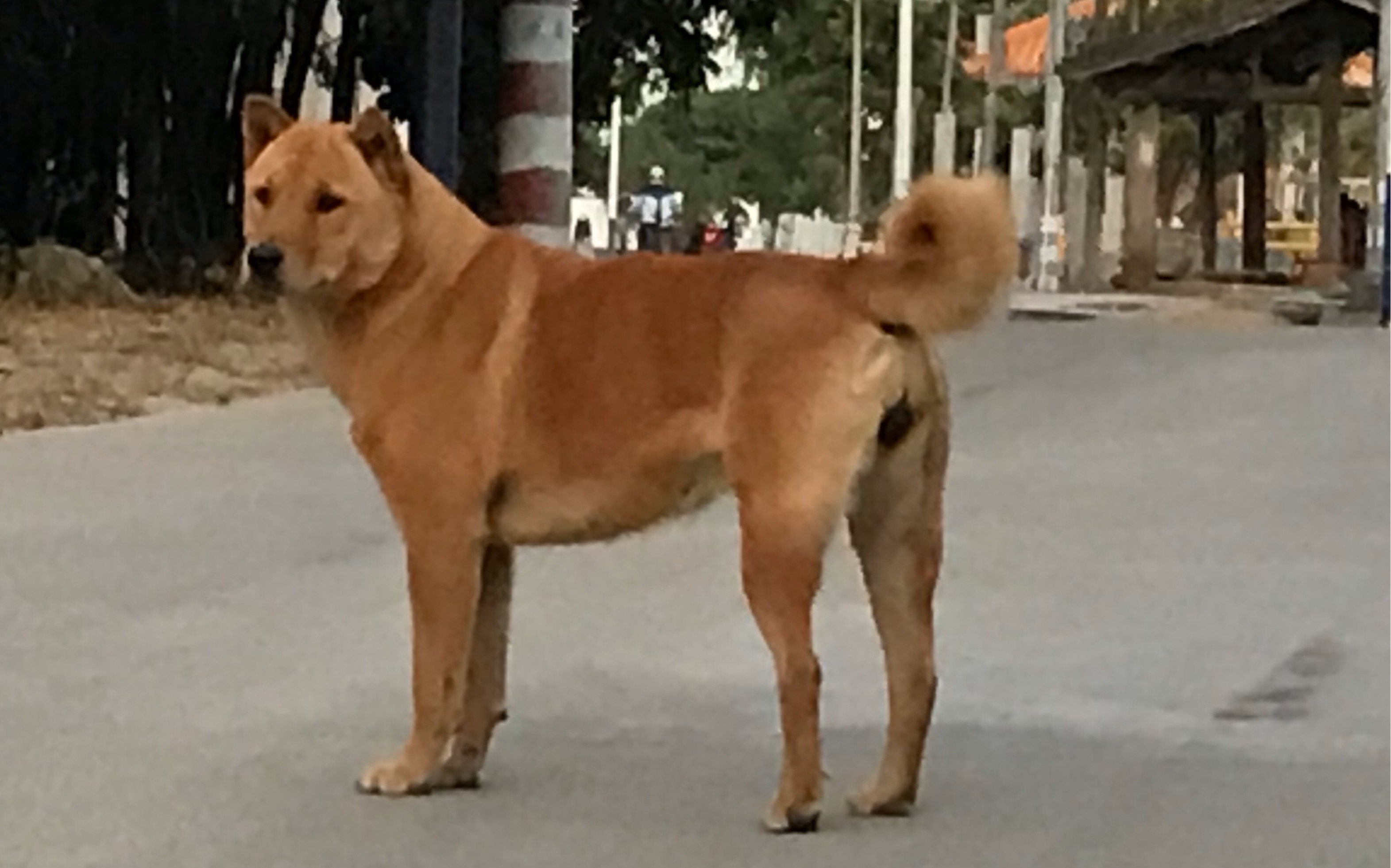 原生态中华田园犬这就是我们心中高颜值标准的大黄狗猫耳大黄色三角眼