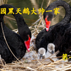 今年第二窝，圆明园黑天鹅家族再添4只鹅宝宝