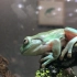 【蓝岛爬宠】蛙蛙的家|雨林造景缸