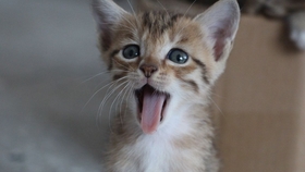 求网友给猫咪起名字视频 c24ddbcd2ae0aebcb1b4423cc70849a3208a2eec.jpg@280w_158h_1c_100q.jpg