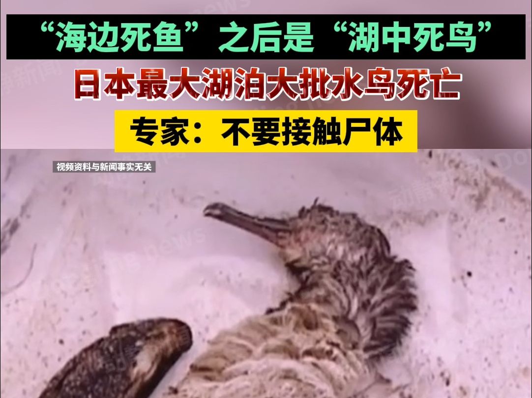 “海边死鱼”之后是“湖中死鸟”，日本最大湖泊大批水鸟死亡，专家：不要接触尸体