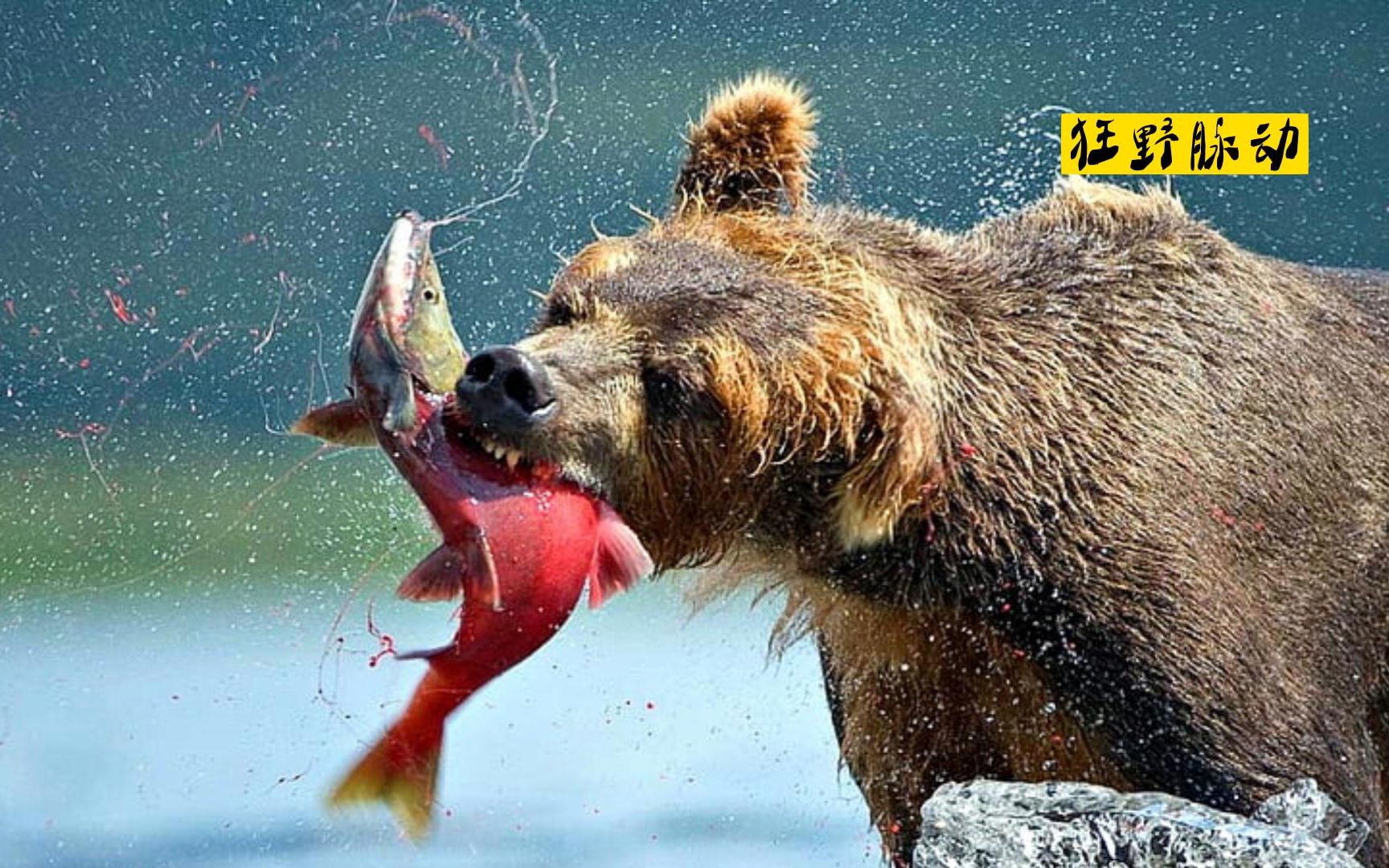 《棕 熊 的 鲑 鱼 盛 宴》