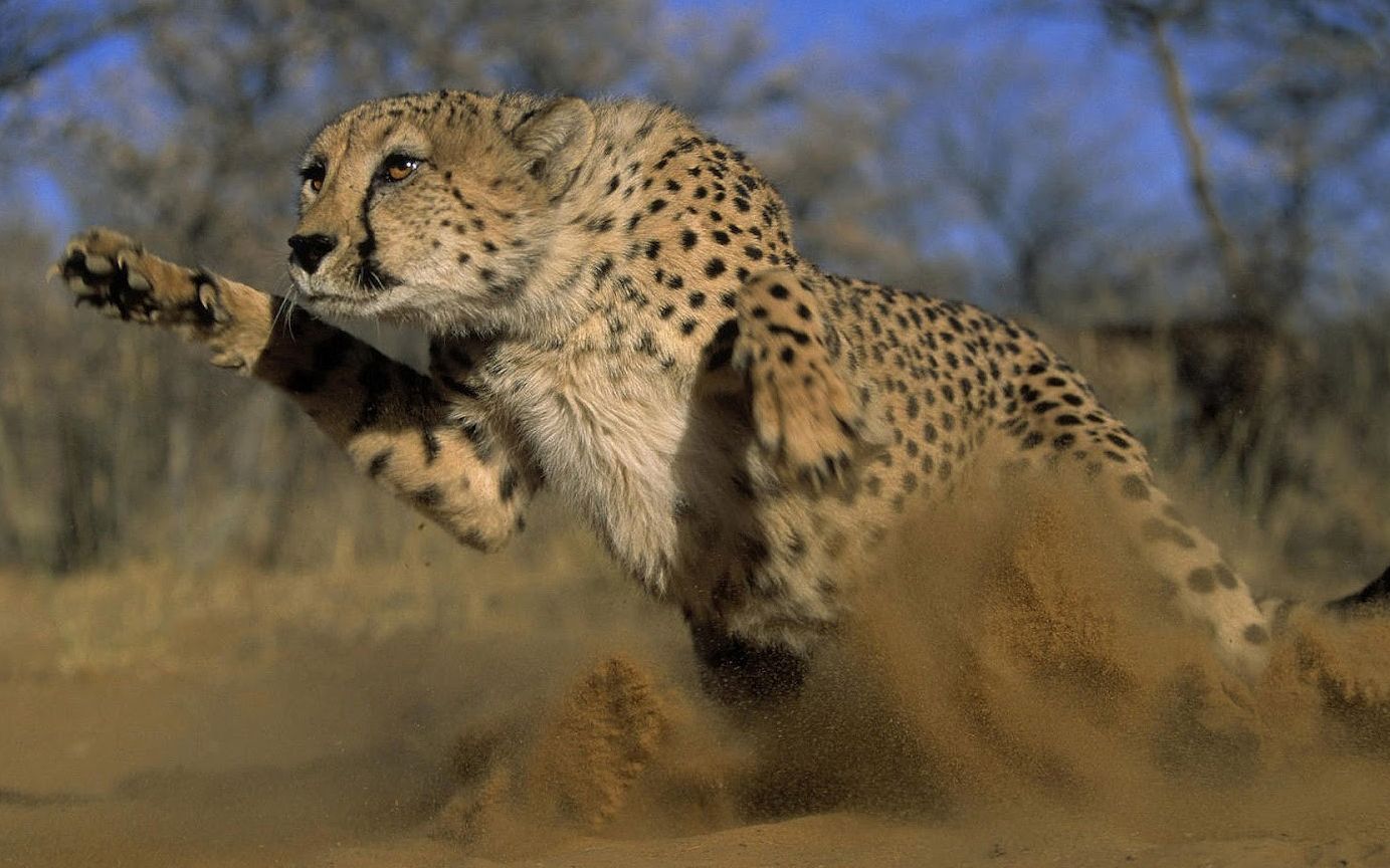 猎豹—动物图片—美图美秀