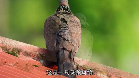 咕咕叫的鸟类 c26bb8577560708dc6d8be374c61cb0b93c29ce7.jpg@480w_270h_1c