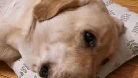 c29cf0e0bb25f1bdd6277a0c1c219cff58076730.jpg@280w_158h_1c_100q.jpg
