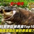 高清原声纪录片，五一快乐，科莫多巨蜥吞食Top10，身临其境巨蜥的吞食能力