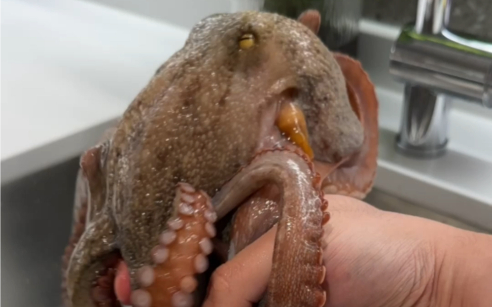 章鱼和人类真的能成为朋友吗？
