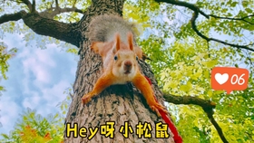 两只狗老虎曲谱_两只老虎曲谱(2)