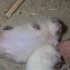 华农兄弟：这只白白胖胖的竹鼠睡的像猪一样，小伙用力摇它都不想起来