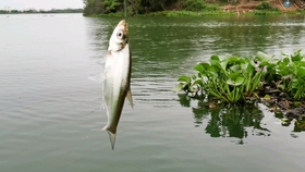c2e0a197d4322f32c8d78ef03153f6d31e069dd5.jpg@280w_158h_1c_100q.jpg