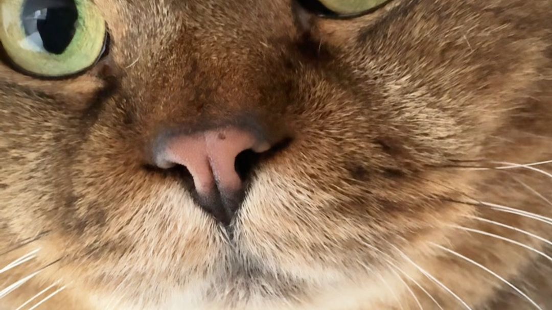 我很少用卡车形容猫，今天喂猫遇到巨型狸花猫