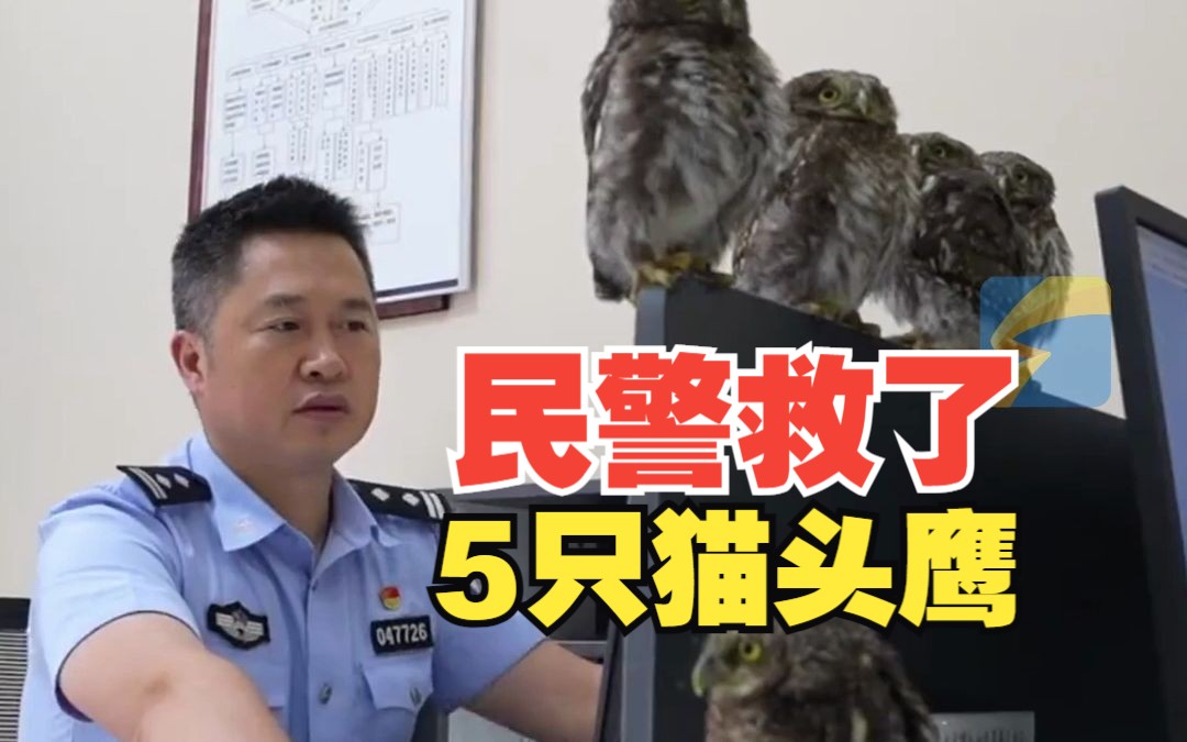 民警救了5只猫头鹰解锁“小挂件” 排排站陪熬夜值班