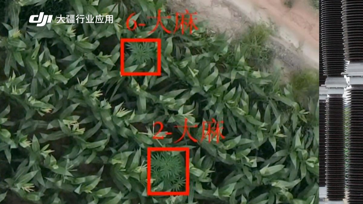 疑似罂粟大麻种植点，无人机高空精准锁定