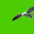 绿幕视频素材海鸥