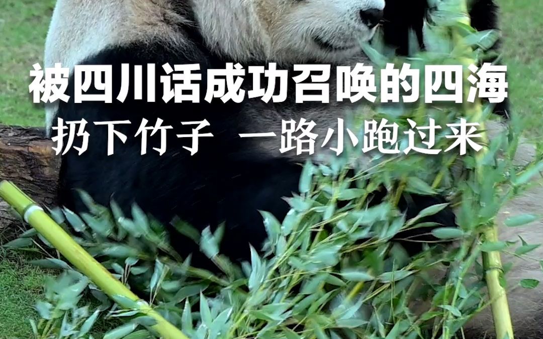 旅居卡塔尔大熊猫听到四川老乡的召唤，立马扔下竹子，一路小跑过来