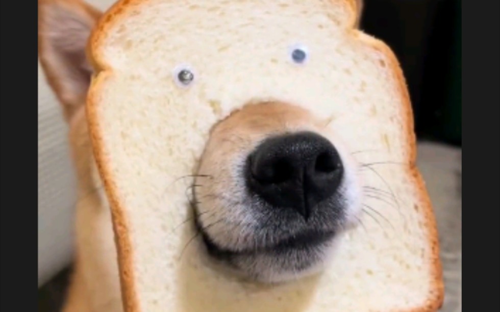面包狗！