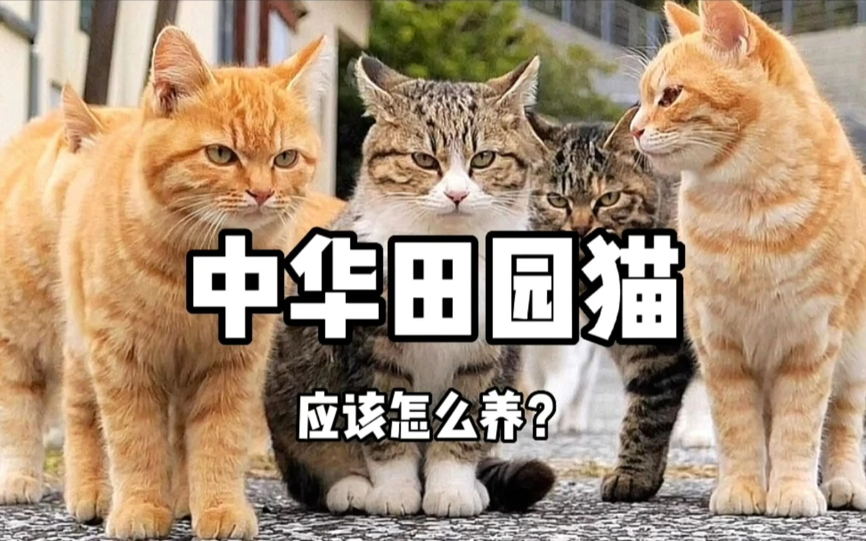 作为中华神猫的代表，狸花猫应该怎么养？