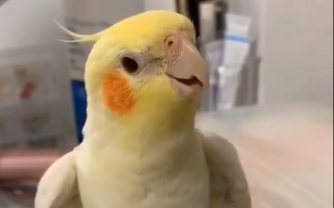 【吹哨鸡】你见过会唱哆啦A梦主题曲的鹦鹉吗
