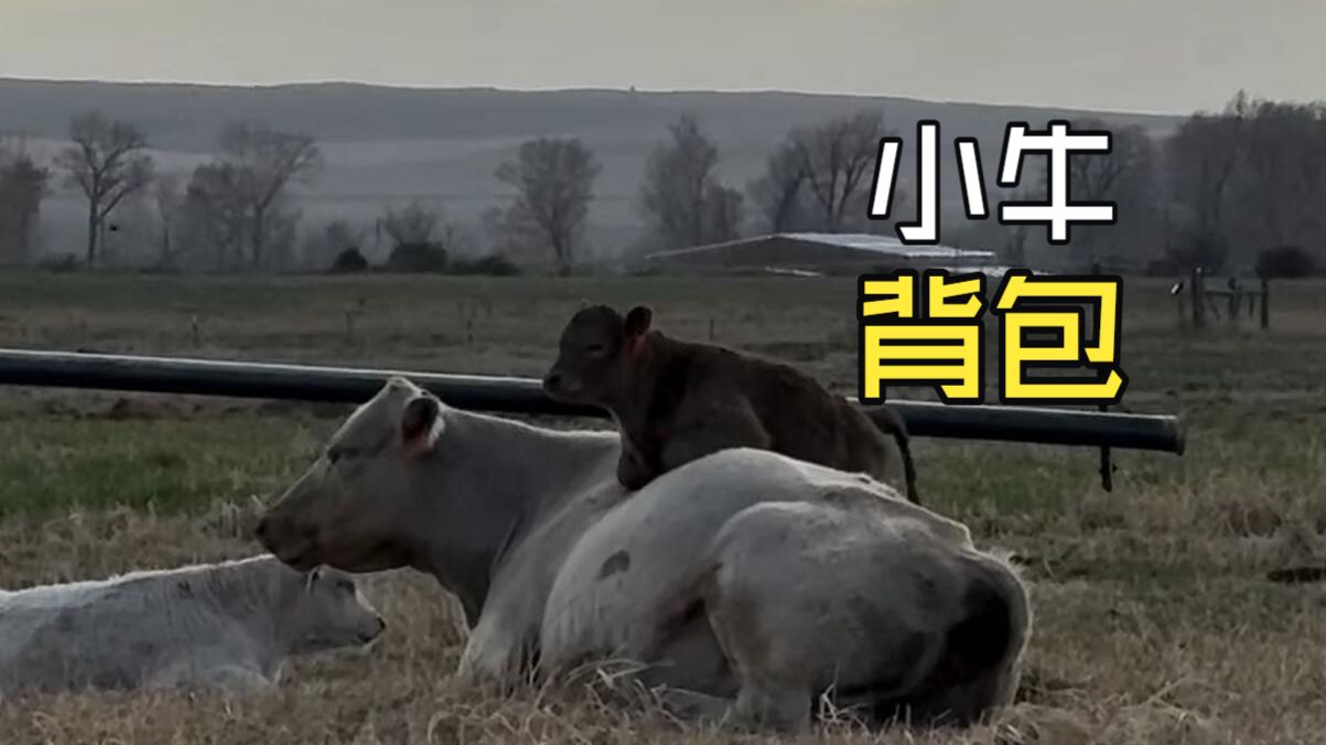 那些让人惊叹的动物视频！