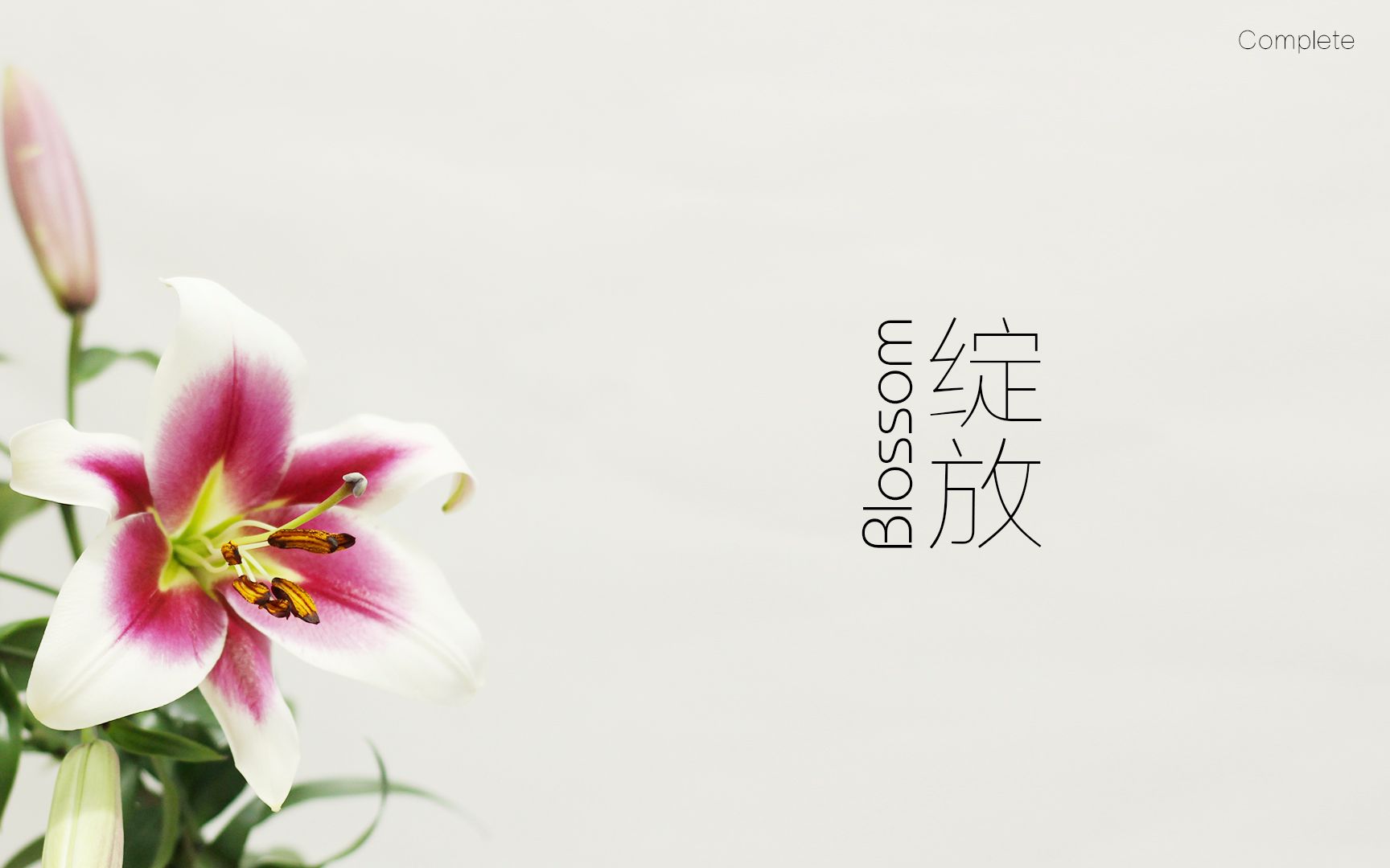 绽放—百合花开-延时摄影