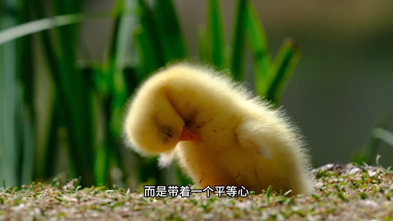 如何从旧有习性中彻底摆脱出来，活出全新的人生轨迹？风动幡动，仁者心动！