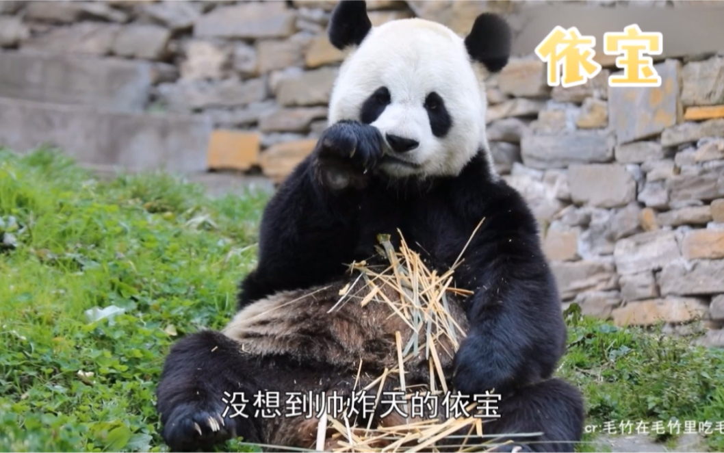 小乌拉的外公：因脸太圆而被女熊嫌弃 #大熊猫依宝 #大熊猫乔乔 #大熊猫苏珊