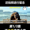 印度究竟有多疯狂？前有“巨蜥F4”，后有八大金刚对母羊输出 #动物 #印度 #巨蜥 #母羊 #奇葩 #强奸