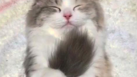 c3a33af1355c2f7d36d6d34f18d7e3f58db09036.png@280w_158h_1c_100q.jpg