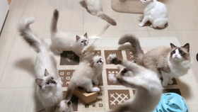 c3a493b13cc6f69720ecfcb53661f9394abd0f65.jpg@280w_158h_1c_100q.jpg