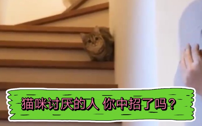 猫咪最讨厌的人 你中招了吗❓