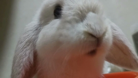 c3c99219f9ab3b4702b6ab8d59626b592753f8c5.jpg@280w_158h_1c_100q.jpg
