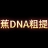 香蕉DNA粗提取实验
