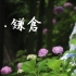 【风景短片】雨中的镰仓和紫阳花，是梅雨季的风物诗啊~