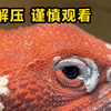 这个脱皮也太解压了吧，可能引人不适，请谨慎观看