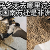 燕子冬天去哪里过冬？我国南方还是非洲