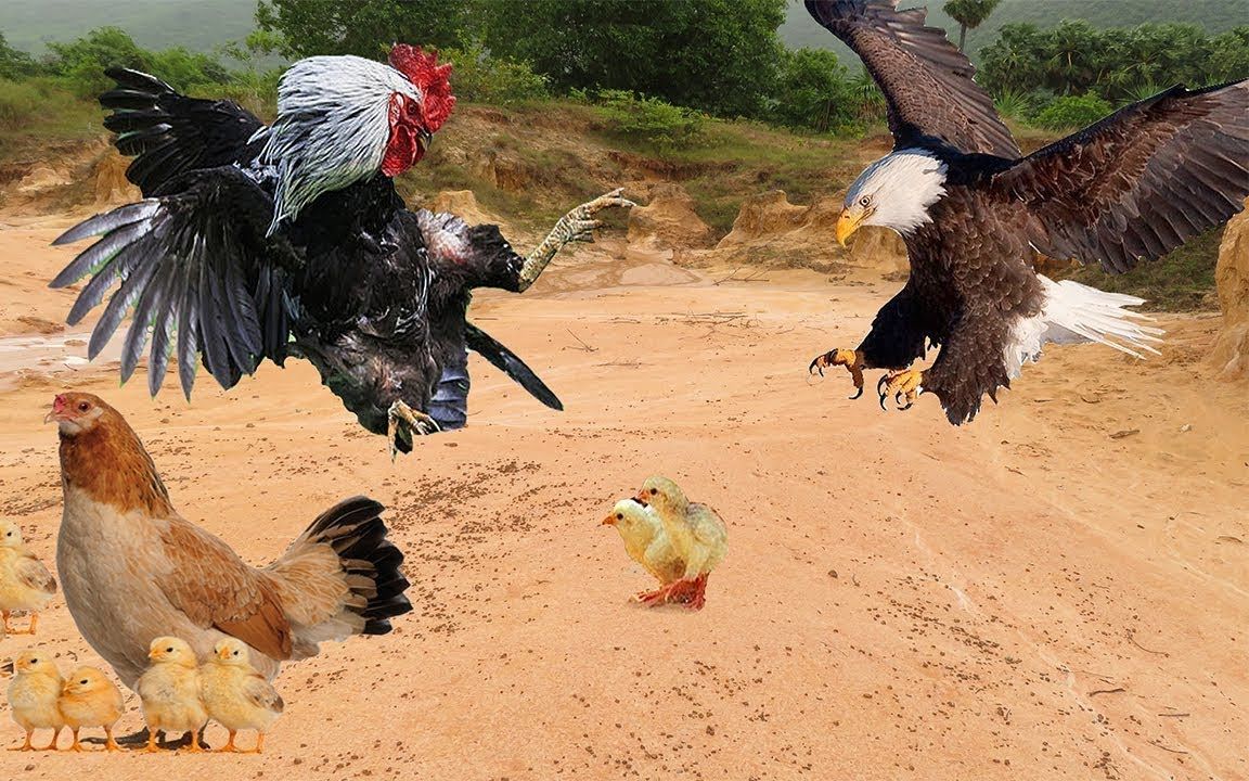 老鹰想抓小鸡，鸡妈妈为了保护小鸡，与老鹰拼死搏斗，结局没有想到