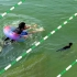 人和猫比游泳，到底谁更快？！