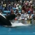 虎鲸攻击驯养员的视频