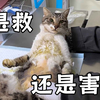 流浪时好好的，怎么救回来反倒病了