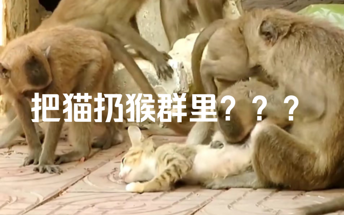 猴群虐猫！昆明动物园把猫扔猴群里，小猫该有多绝望…