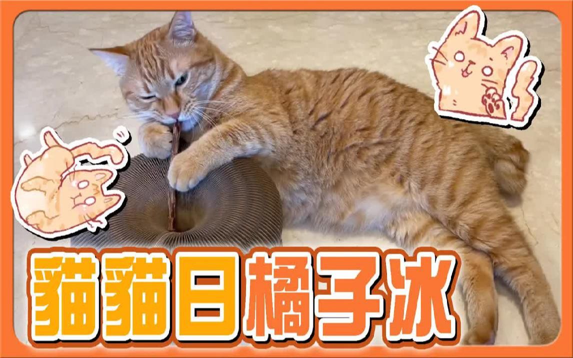 猫猫日首选橘子冰『橘子冰的日常』风琴纸箱怎么玩？这猫象是老大爷一样阿【巧克力】