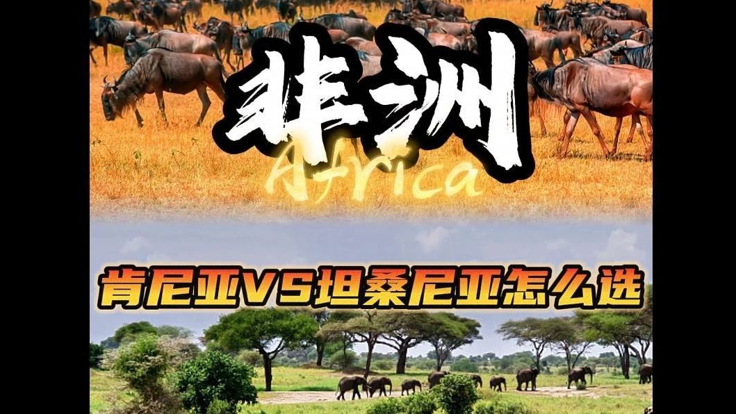 动物大迁徙去肯尼亚还是坦桑尼亚？最强攻略来咯！