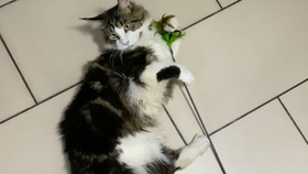 激光笔逗猫视频 c456f083efb92b86a5797a36bd9a25c491917a3c.jpg@280w_158h_1c_100q.jpg