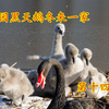 圆明园黑天鹅宝宝扇翅膀，上演爱的协奏曲，画面太有爱了