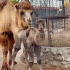 “泰加”新居民4：小骆驼会走路了