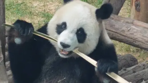 超可爱#大熊猫妙音