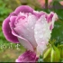 【月季云赏花】雨后的合唱团/茱丽叶/朱迪/以及可能是康斯坦茨的花花 4k高清更美丽哦～