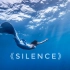 SILENCE | 中国海洋美人鱼艺术短片 LAS自由潜水