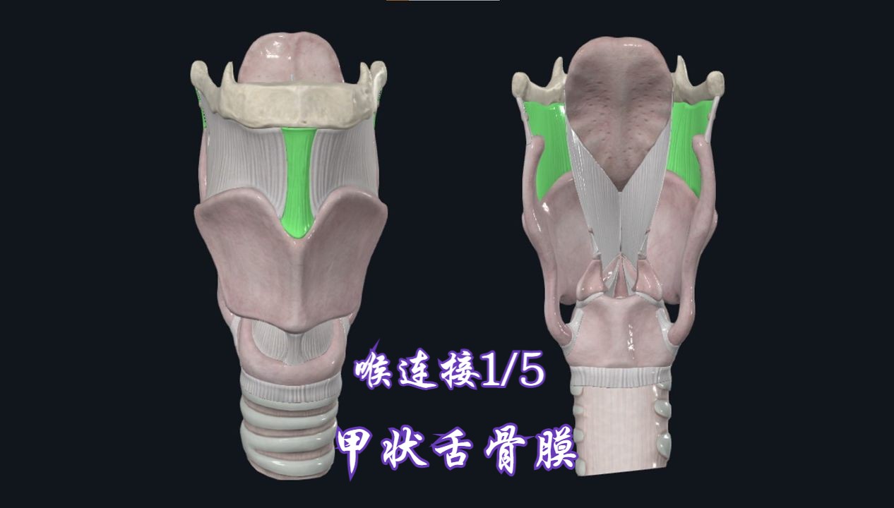 喉连接1/5：舌骨与甲状软骨连接（甲状舌骨膜）