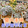 婴儿手指多肉出状态很漂亮，但有点难养，养护细节分享给你